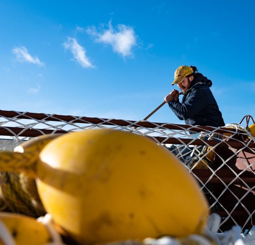 Harvesting Seaweed video