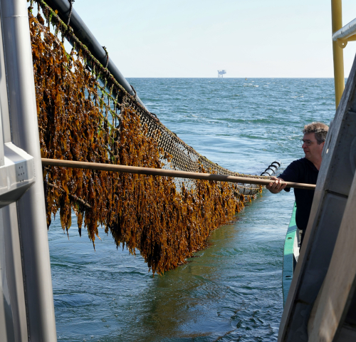 Harvesting Seaweed - Copy of Jurriaan Brobbel Fotografie