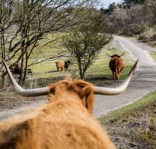 Scottish Highlanders Westduinpark