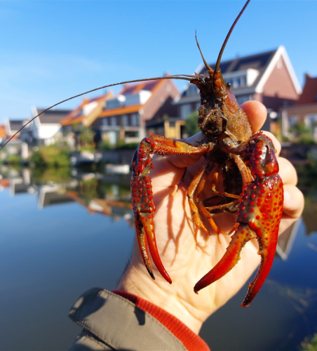 A large crayfish above the water.