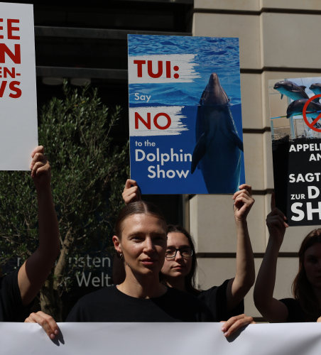 Activists hold signs protesting against dolphin shows.