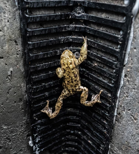 Toad on grid over drain by paduitdeput.nl 