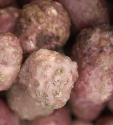 root nematodes by Wageningen University & Research