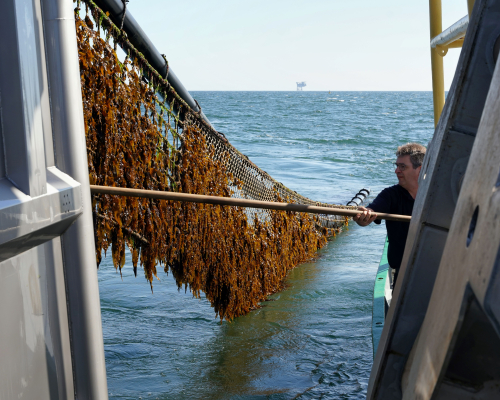 Harvesting Seaweed - Copy of Jurriaan Brobbel Fotografie Harvesting Seaweed - Copy of Jurriaan Brobbel Fotografie
