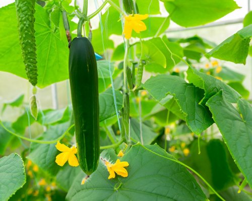 Cucumbers in a greenhouse close to The Hague. And the urgent need to cybersecure the food chain especially the agri sector. Source Adobe Stock AI Generated