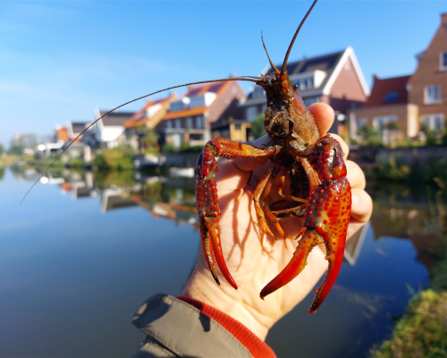 A large crayfish above the water.