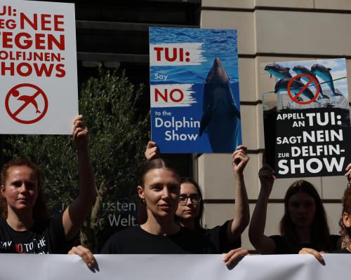 Activists hold signs protesting against dolphin shows.