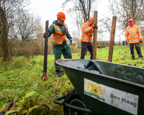 Three workers in safety vests are planting posts in the ground.