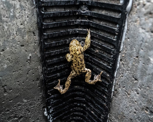Toad on grid over drain by paduitdeput.nl 