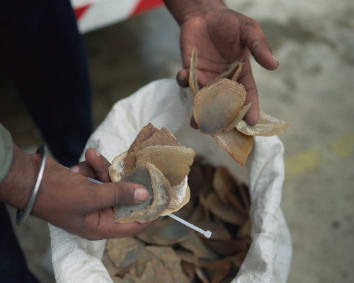 Person inspecting a sack of pangolin scales.