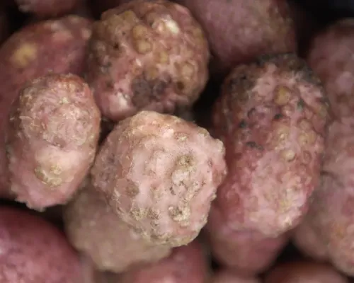 root nematodes by Wageningen University & Research