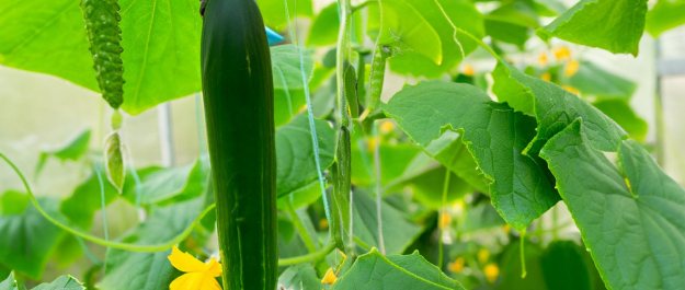 Cucumbers in a greenhouse close to The Hague. And the urgent need to cybersecure the food chain especially the agri sector. Source Adobe Stock AI Generated