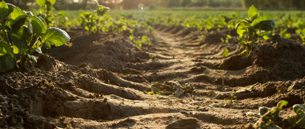 Soil by Dylan de Jonge on Unsplash Low Res Soil by Dylan de Jonge on Unsplash Low Res