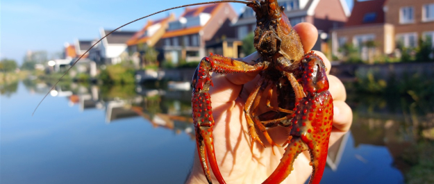 A large crayfish above the water.