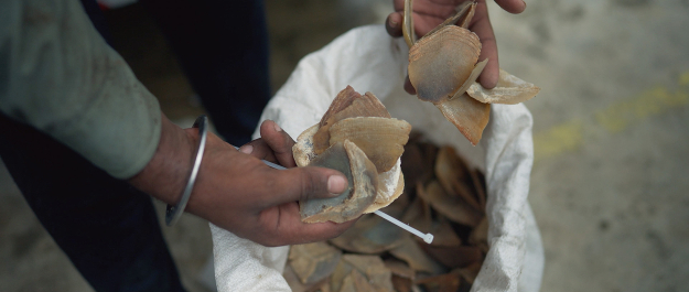 Person inspecting a sack of pangolin scales.