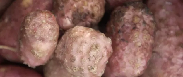 root nematodes by Wageningen University & Research