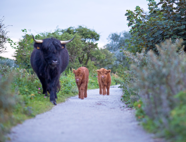 Scottish Highlanders The Hague 