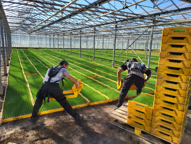 Exoskeleton in horticulture sector