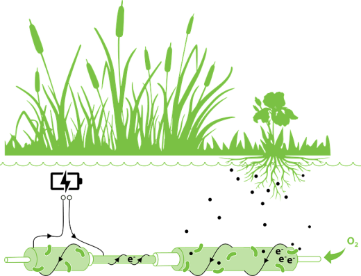 Plant-e Knowledge BV technology explained