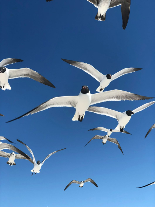 Birds by Ryan Skjervem on Unsplash Low res