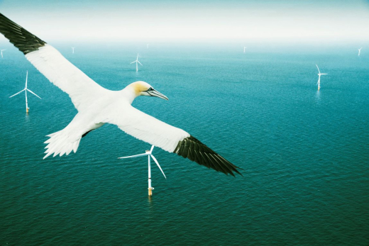Wind farm and Jan van Gent bird