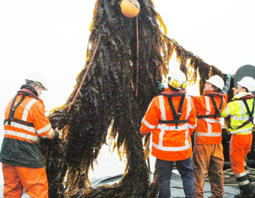 North Sea Farmers inspect their incoming harvest