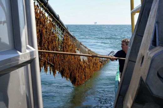 Seaweed harvests half in the sea - Photography by Jurriaan Brobbel