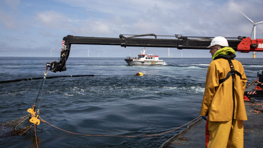 Seaweed farms within wind farms AMAZON-NorthSeaSeaweed picture credits ©KLOET-16dd11072025