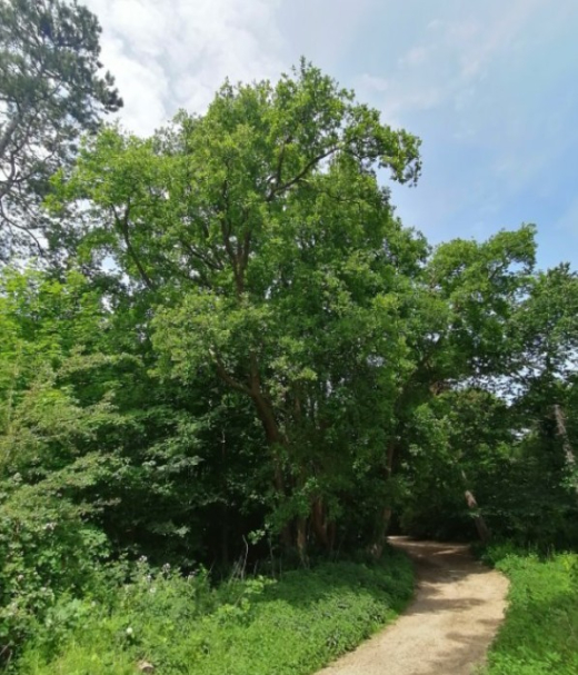 Photo of The Twelve brothers, a tree which was given the title of veteran tree. Source: Haagse Groen