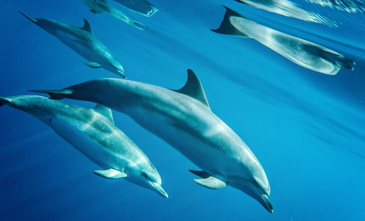 A group of dolphins swimming underwater in clear blue water.