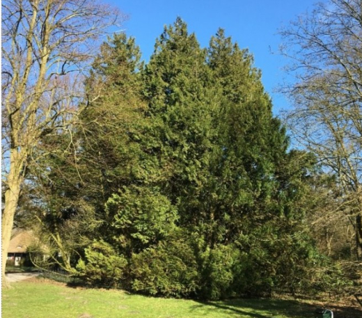 Photo of Nessie the Tree of Life, which has been selected as a veteran tree. Source: Haagse Groen