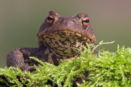 Toad in The Hague. Credit to Jelger Herder (RAVON)