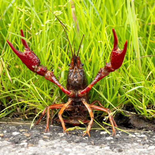 A crayfish stands boldly with its claws raised in the grass.