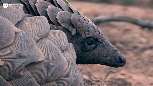 A close-up of a pangolin with scales and a black nose.